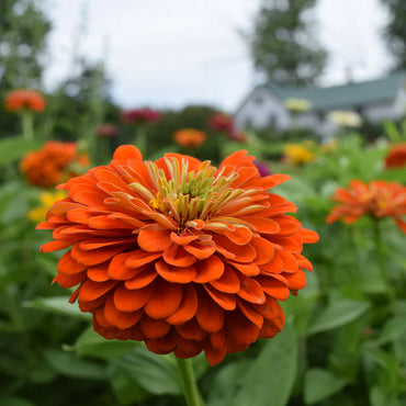 Benary’s Giant Orange – Zinnia Seed