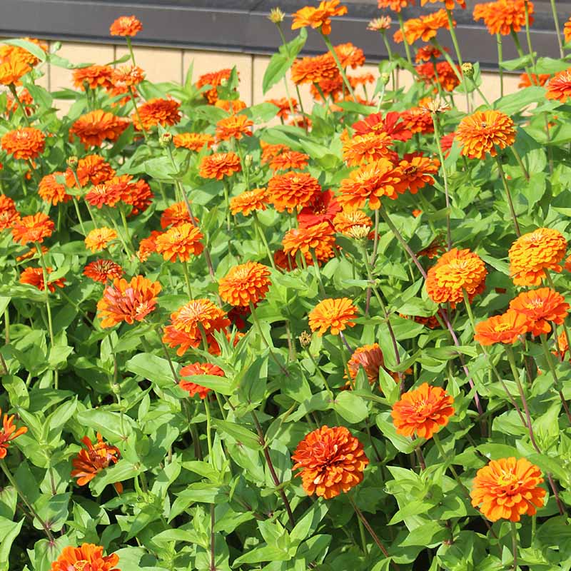 Zinnia- Benary's Giant Orange