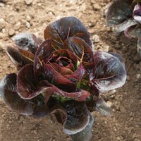 Truchas – Organic Lettuce Seed