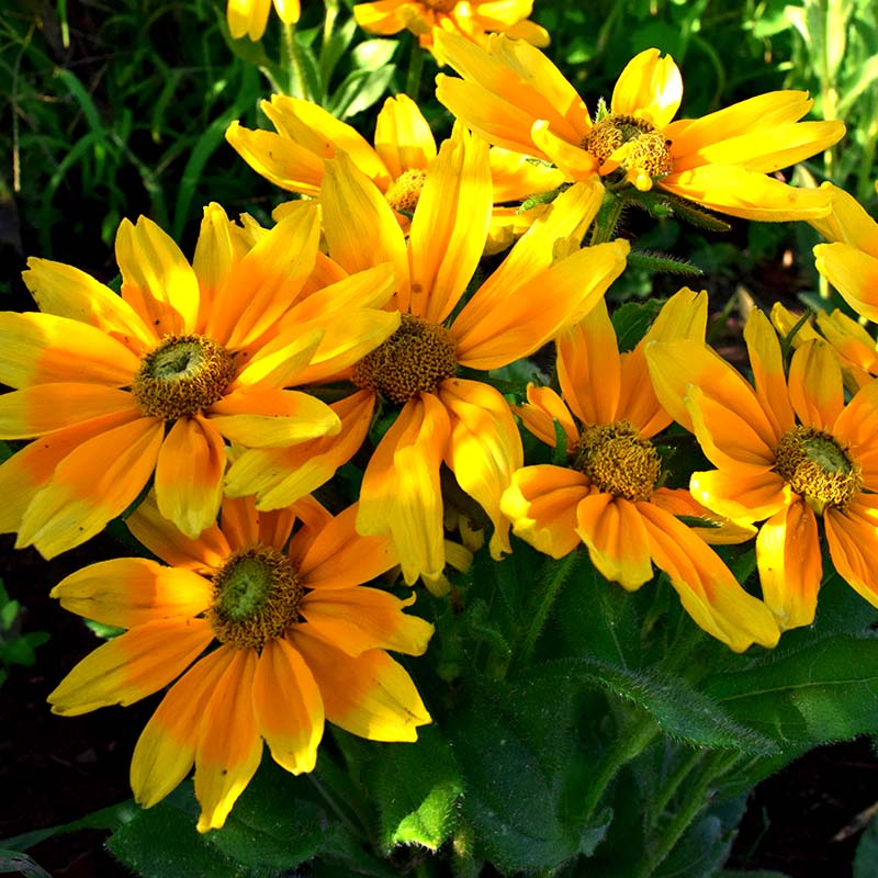 Prairie Sun – Film-Coated Rudbeckia Seed