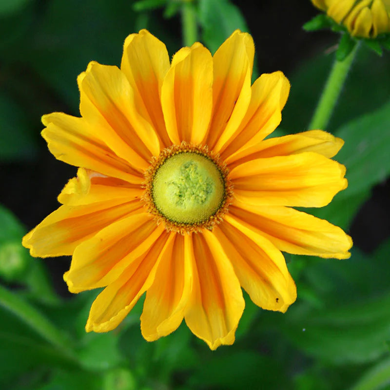 Prairie Sun – Film-Coated Rudbeckia Seed