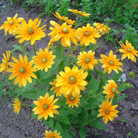 Prairie Sun – Film-Coated Rudbeckia Seed