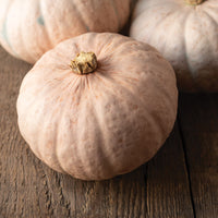 Winter Blush – Organic Kabocha Squash Seed