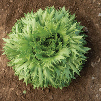 Verigo – Lettuce Seed