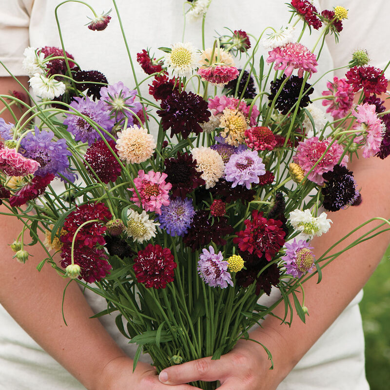 Pincushion Mix – Organic Scabiosa Seed