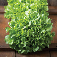 Volcana – Lettuce Seed