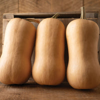 Block Party – Organic Butternut Squash Seed