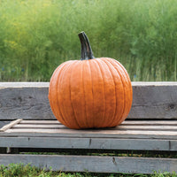 Tom Fox – Treated Pumpkin Seed