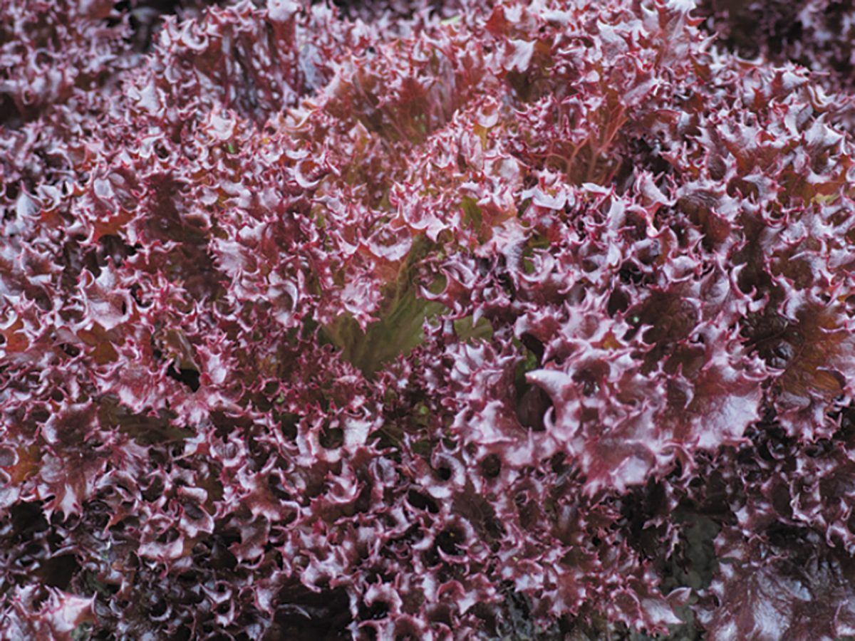 Azirka – Pelleted Lettuce Seed