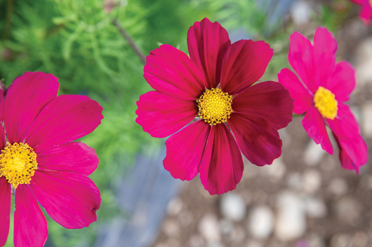 Versailles Red – Cosmos Seed