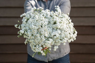 The Pearl – Yarrow Seed