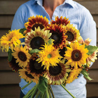 Summer Lovin – Sunflower Seed