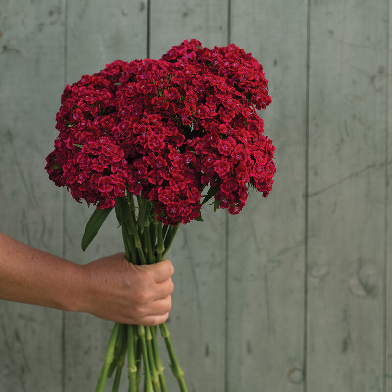 Barcelona Red – Dianthus Seed