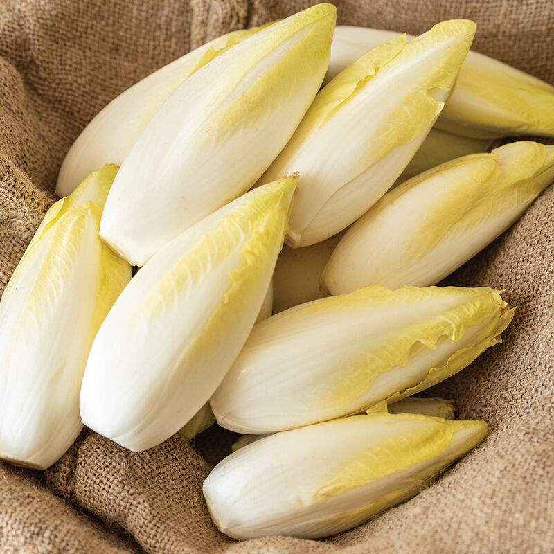 Bingo – Endive Seed