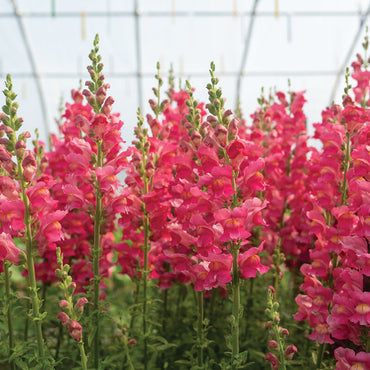 Costa Deep Rose II – Snapdragon Seed