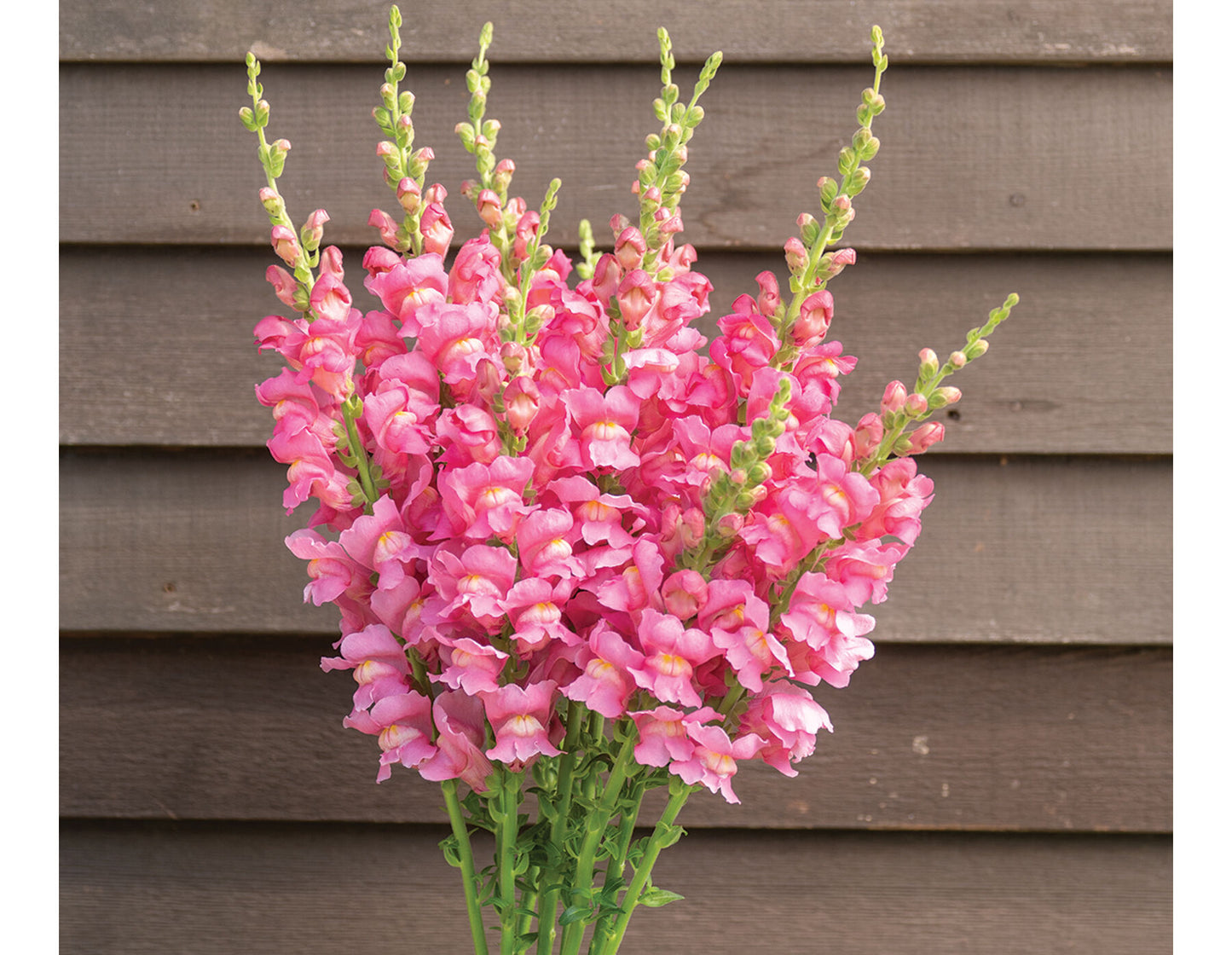 Costa Rose – Snapdragon Seed