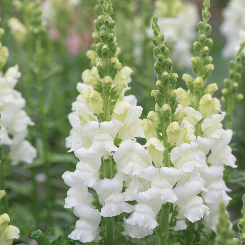 Costa Midly White II – Snapdragon Seed