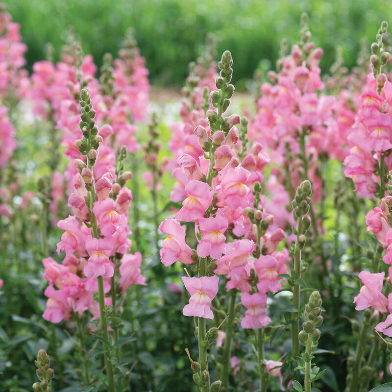 Cannes Pink II–III – Snapdragon Seed