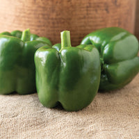 Autry – Bell Pepper Seed