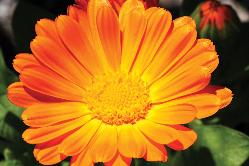 Alpha – Organic Calendula Seed