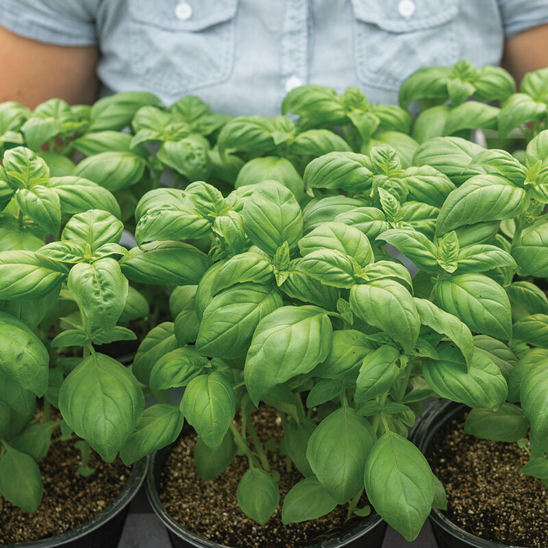 Lihi Prospera Active DMR – Organic Basil Seed