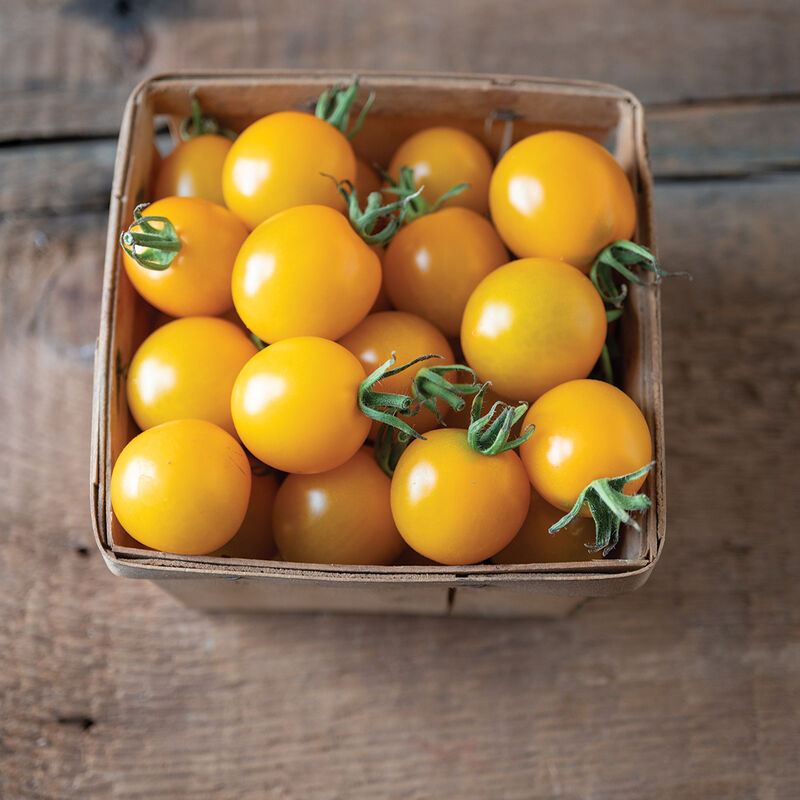 TY Yellow Mimi – Tomato Seed