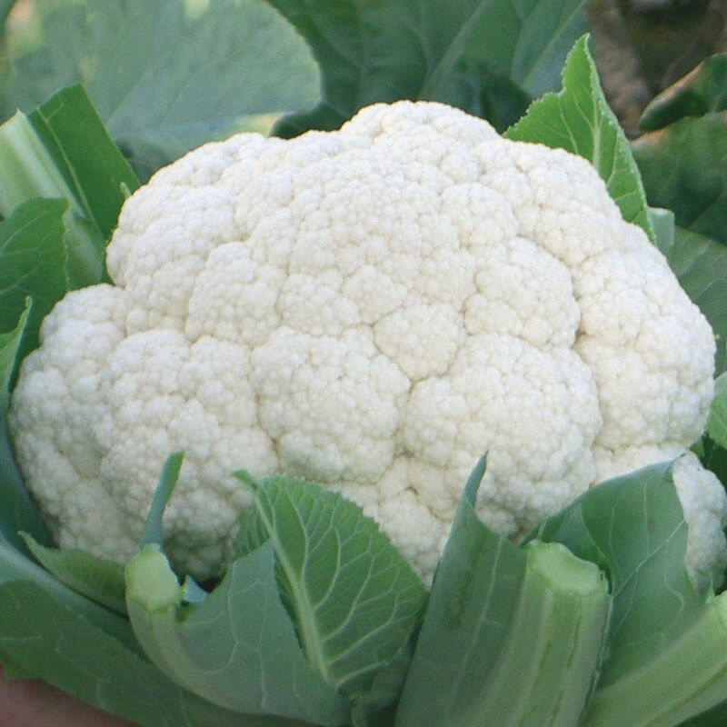 Bishop – Cauliflower Seed