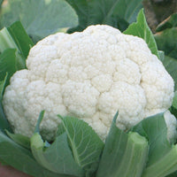 Bishop – Cauliflower Seed