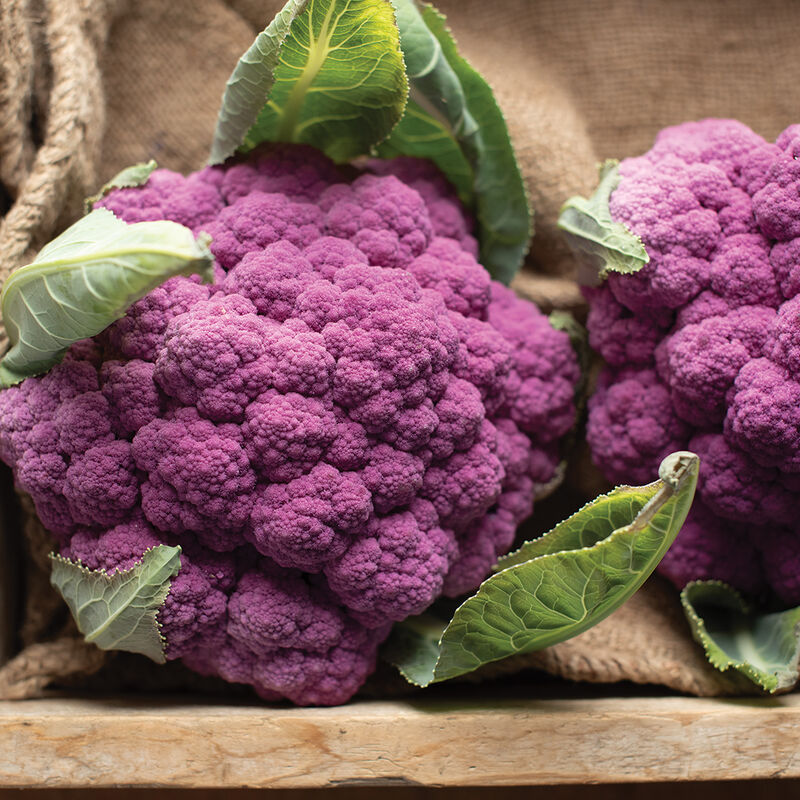 Amethyst – Cauliflower Seed