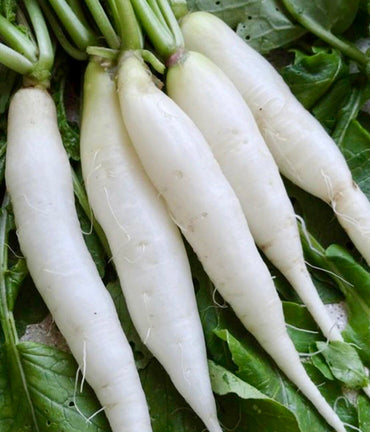 Radish- White Icicle