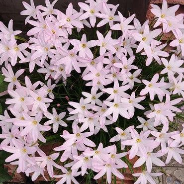 Zephyranthes Flower Seeds