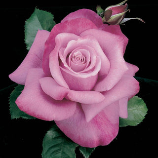 Barbra Streisand Hybrid Tea Rose