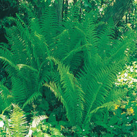 Tennessee Ostrich Fern