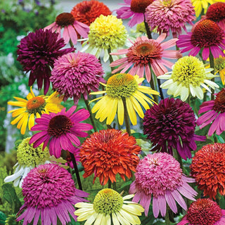 Hybridizer's Coneflower Mixture