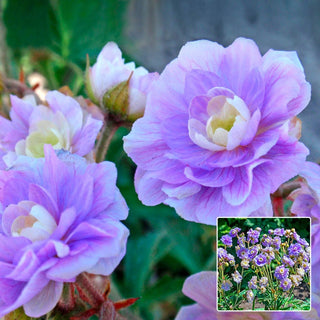 Summer Skies Double Hardy Geranium