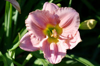 Bloomfinity Blushing Bluebell Daylily