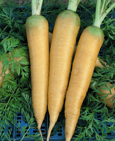 Carrot- Solar Yellow