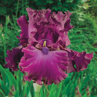 Berry Fulfilling Bearded Iris