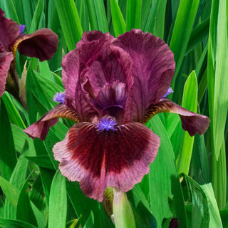 Cat's Eye Dwarf Bearded Iris