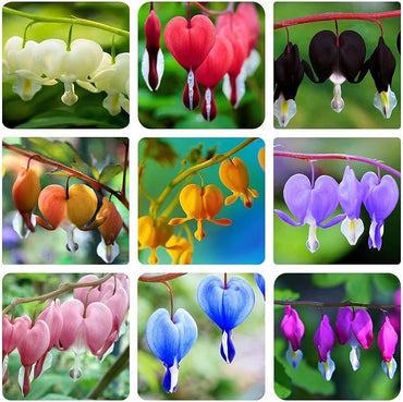 Bleeding Heart Seeds