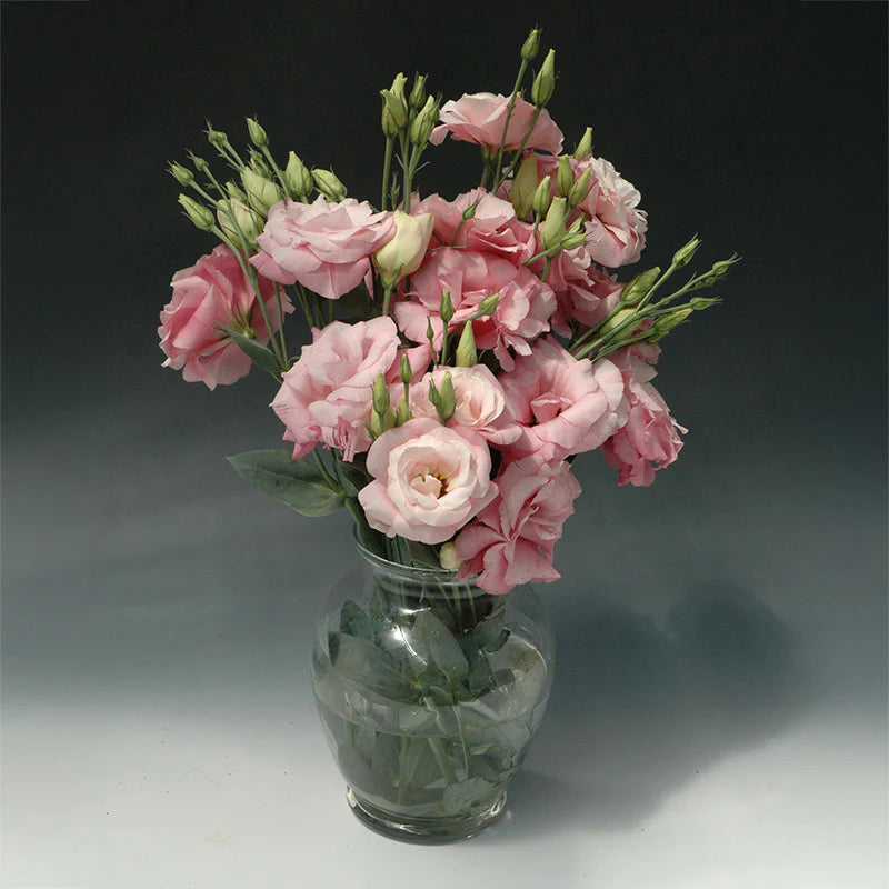 Mariachi Pink – Lisianthus Seed