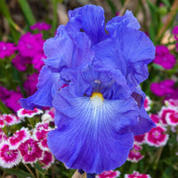 Victoria Falls Reblooming Tall Bearded Iris Seeds