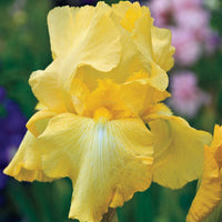 Harvest of Memories Reblooming Bearded Iris