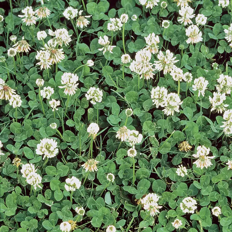 White Clover Seeds - Organic Vegetable Seed