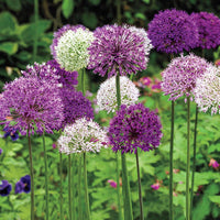 Big Impact Allium Mixture Seeds