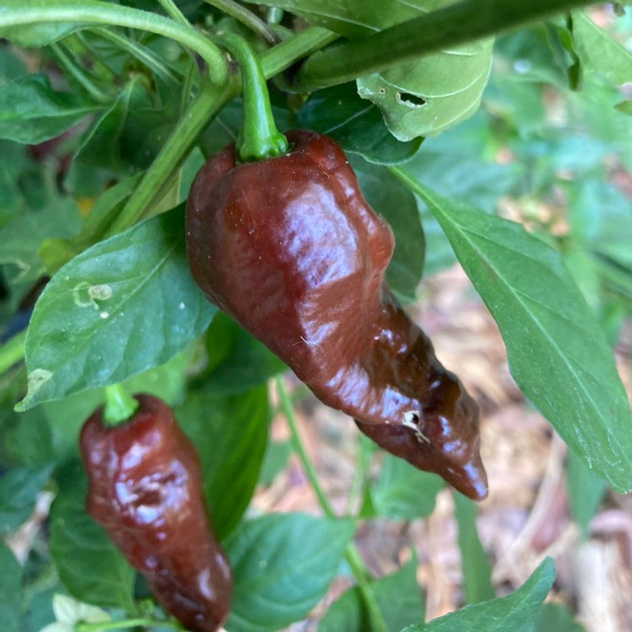 Chilli- Devil's Tongue Chocolate