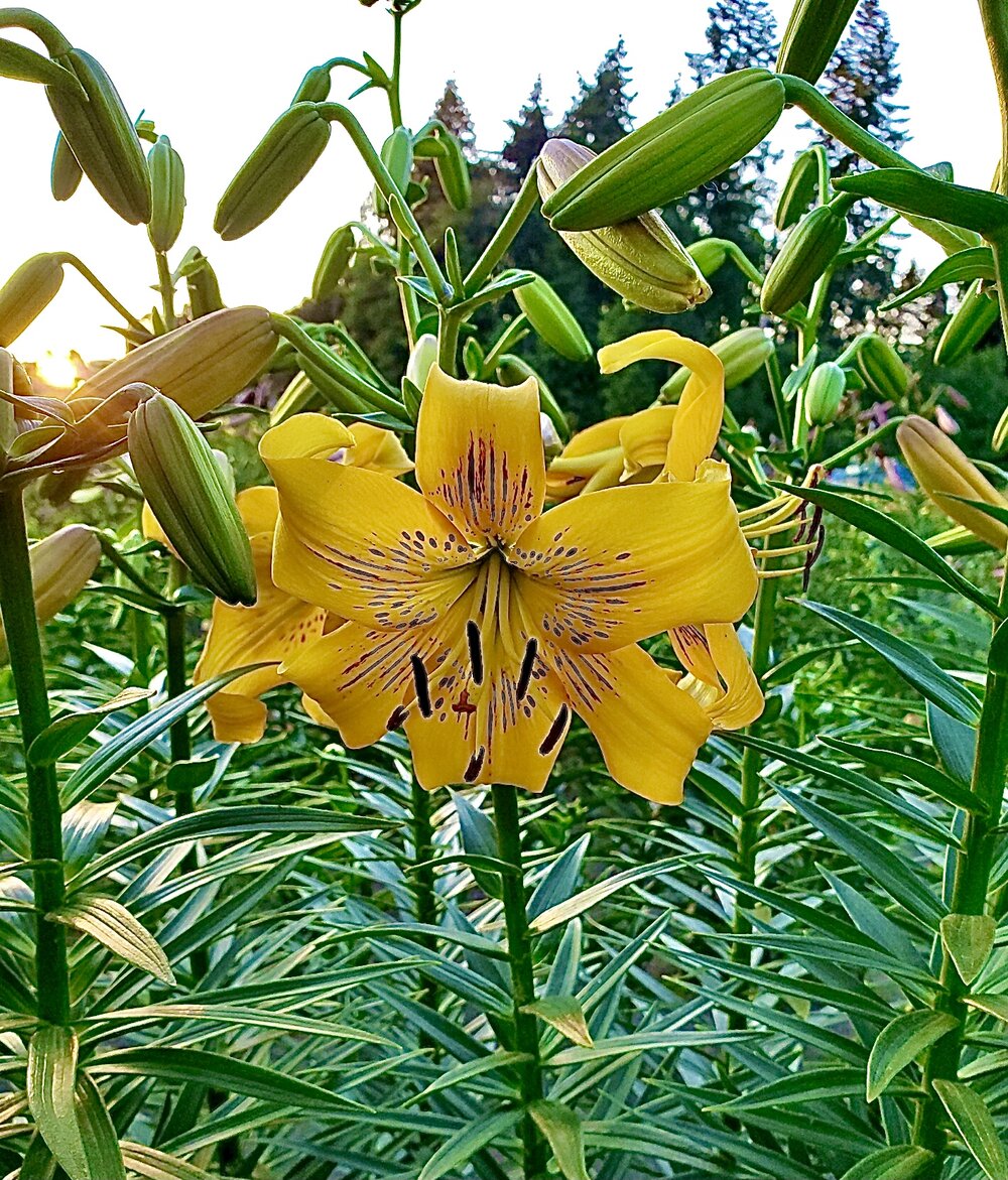 Tiger Lily- Yellow Brush