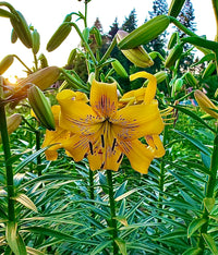 Tiger Lily- Yellow Brush