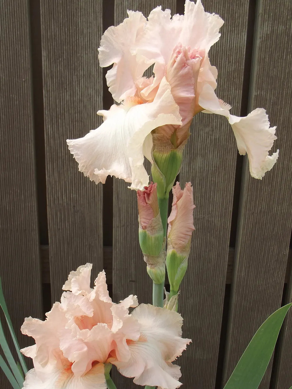 Beverly Sills Bearded Reblooming Iris Seeds