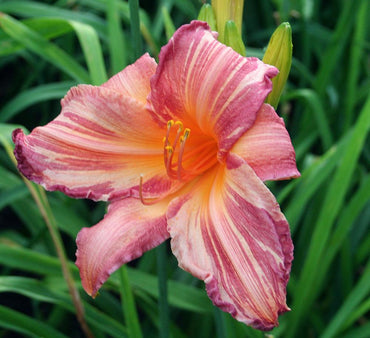 Pink Stripes Reblooming Daylily